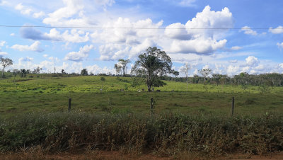 Deforestation
