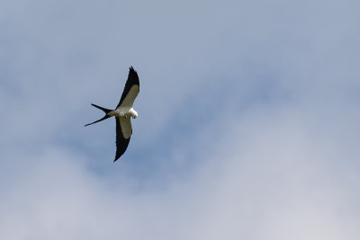 Swallow-tailed Kite	(Elanoides forficatus)