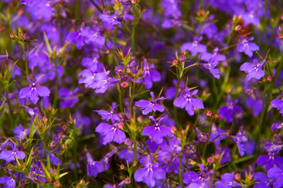 Flowers and Plant life