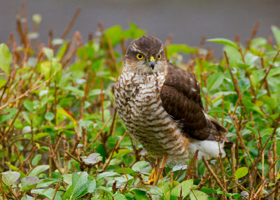 Sparrowhawk