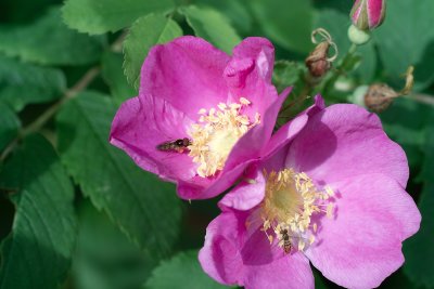 Wild Rose with insects.tif