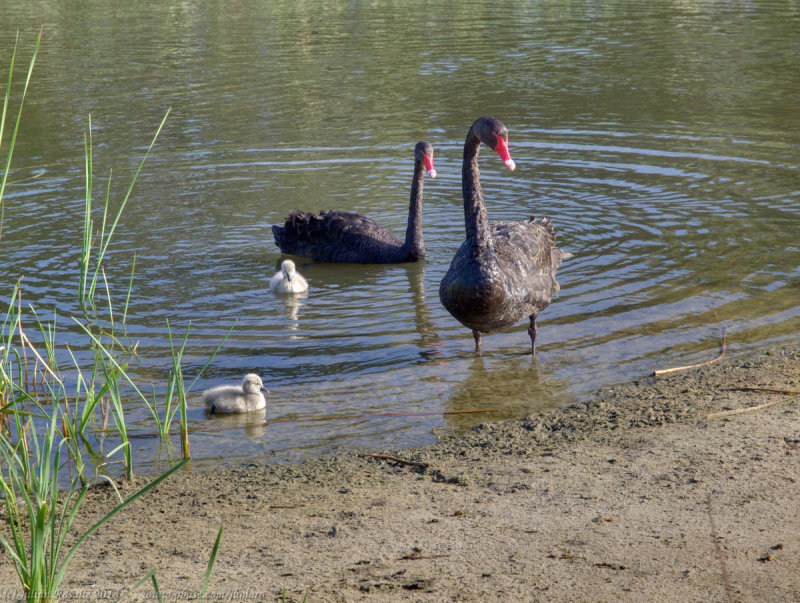 Black swans and cygnets