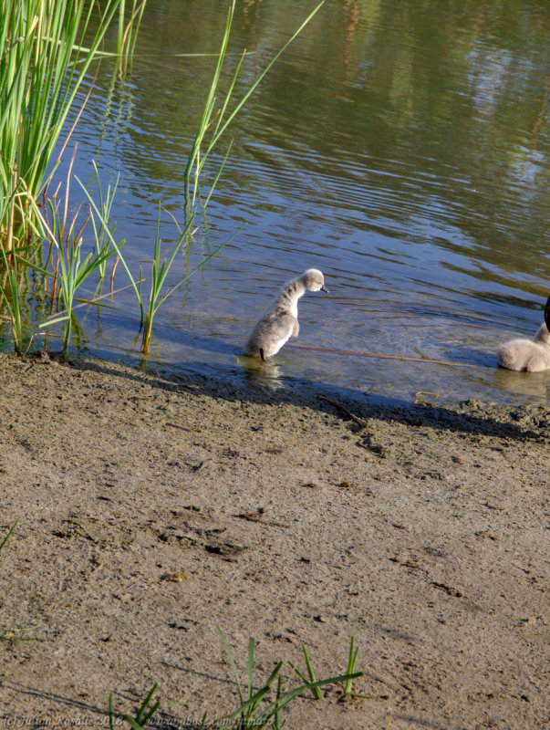 Black swans and cygnets