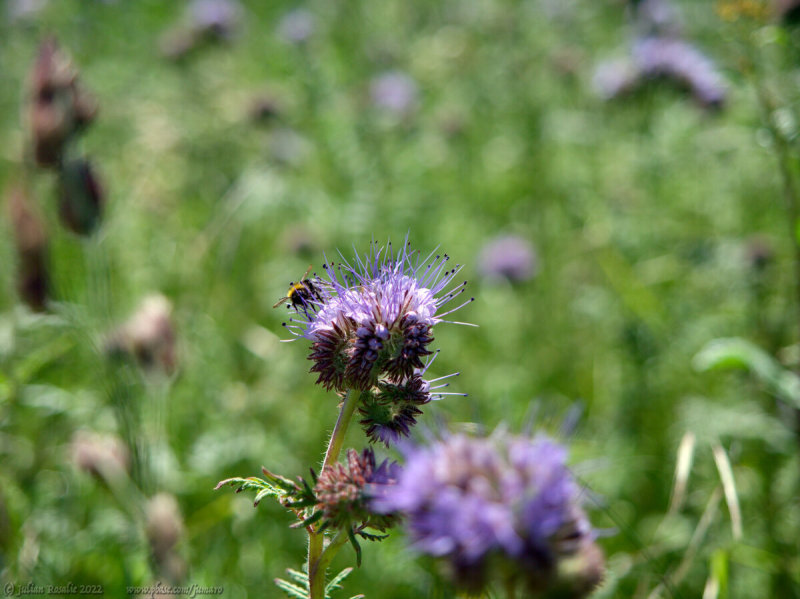 Thistle