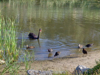 Black swan