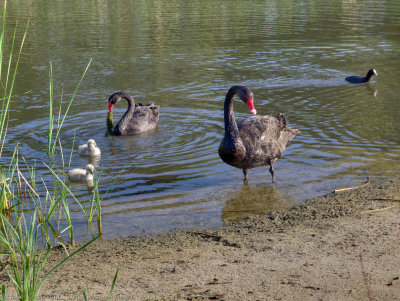 Black swans and cygnets