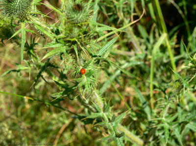Ladybird on thistle