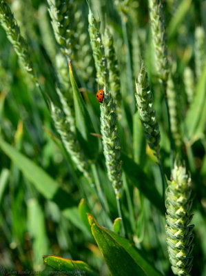Ladybird on wheat