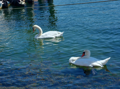 Swans in the harbour