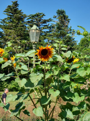 Sunflowers and Lantern beside scented garden, Botanic Gardens, Steglitz,Berlin
