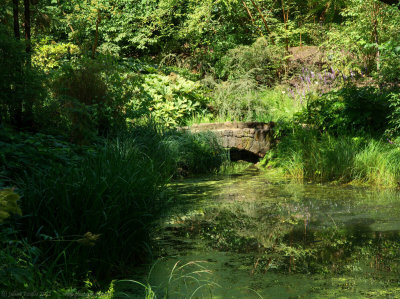 Pond in Chinese garden, Botanic Gardens, Steglitz,Berlin