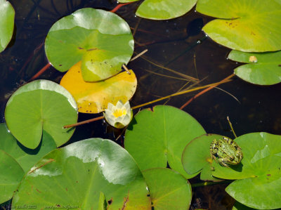 Frog and lotus, Water garden, Botanic Gardens, Steglitz,Berlin