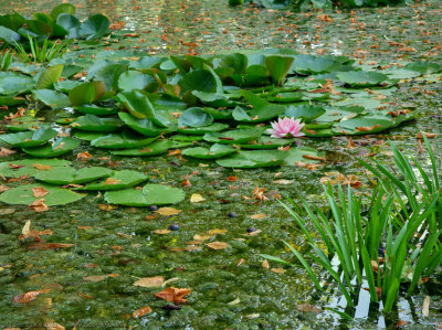 Waterlillies