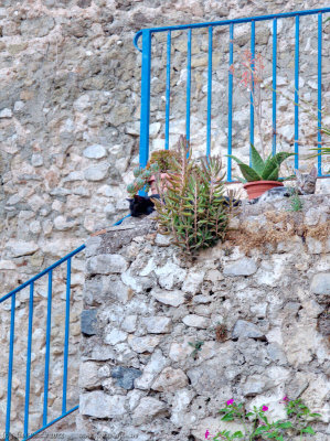 Cats of Terracina
