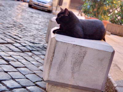 Cats of Terracina