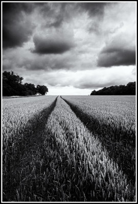 Wheat field, Ailsworth