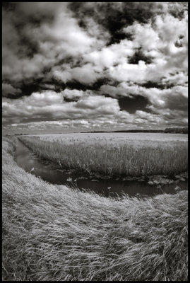 Holme Fen revisited