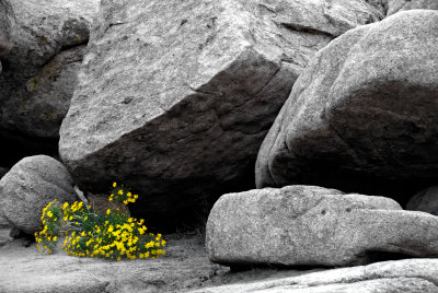 JOSHUA TREE ROCKS AND FLOWERS #1