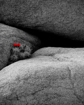 JOSHUA TREE ROCKS AND FLOWERS #2