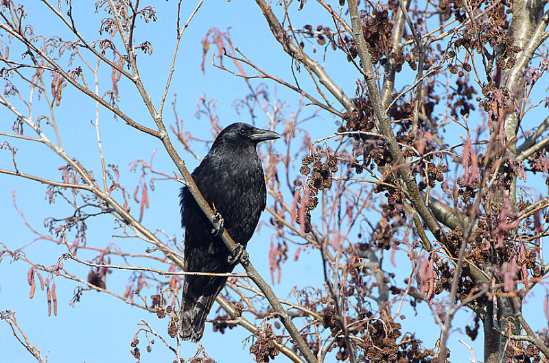 CARRION CROW . THE EXMINSTER MARSHES . DEVON . 3 / 2 / 2019