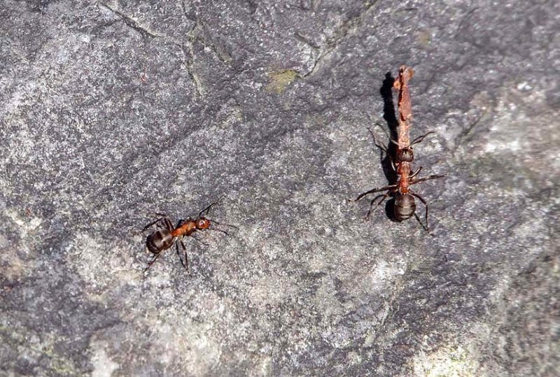 RED WOOD ANT ) Formica rufa ) . YARNER WOOD . DEVON . 26 . 3 . 2019