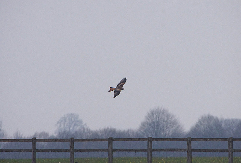 RED KITE . BLENHEIM PALACE . OXFORDSHIRE . 16 . 4 . 2019