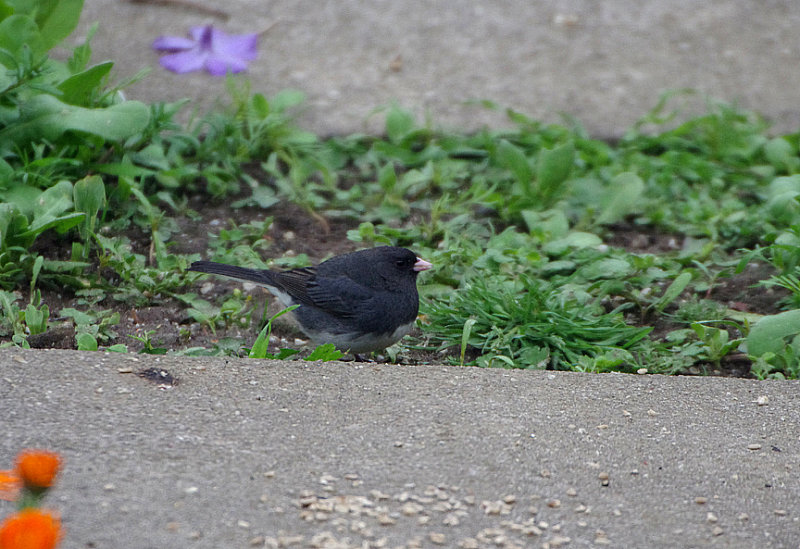DARK-EYED JUNCO , WESTWARD HO , DEVON , 26 , 4 , 2019