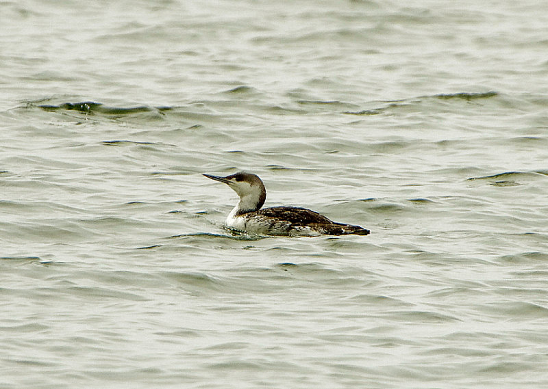 RED-THROATED DIVER , LYME BAY . EXMOUTH , DEVON , 29 , 4 , 2019