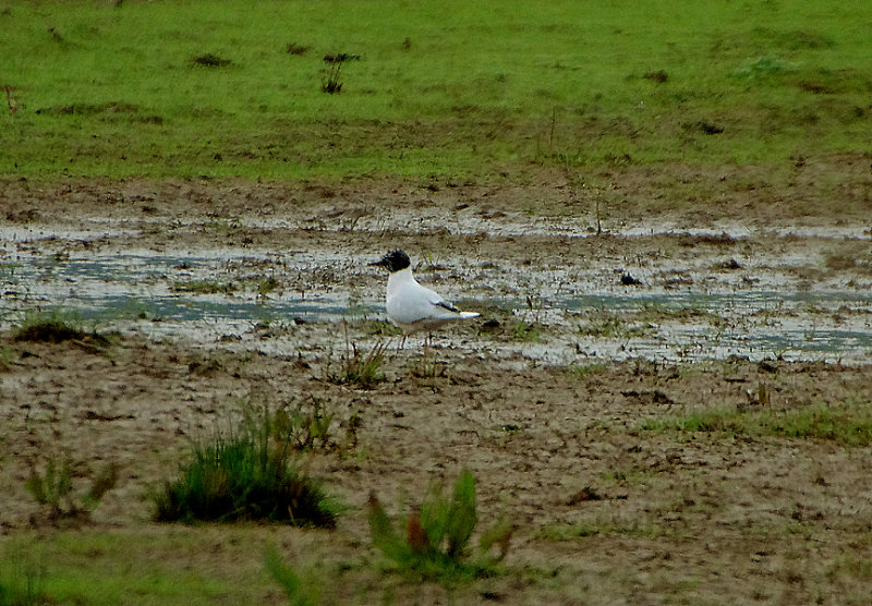 LITTLE GULL . POWDERHAM MARSH . DEVON . 30 . 4 . 2019