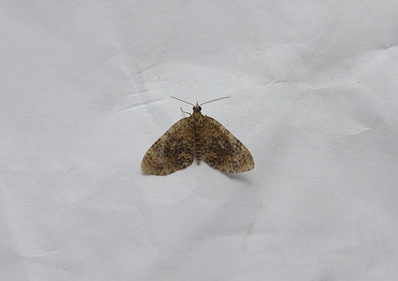 YELLOW-BARRED BRINDLE ( Acasis viretata ) . TOPSHAM . DEVON . 29 . 5 . 2019