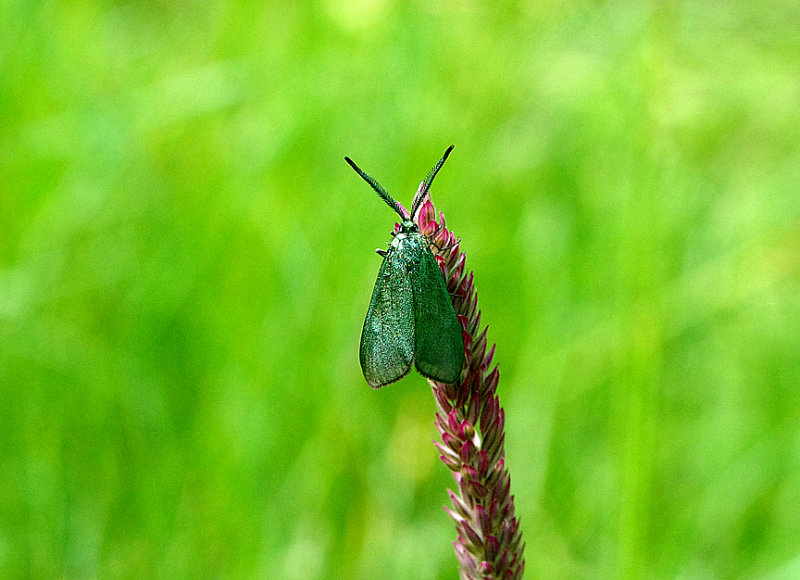 FORESTER ( Adscita statices ) . STOCK HILL . PRIDDY POOL . SOMERSET . 22 . 6 . 2019.JPG