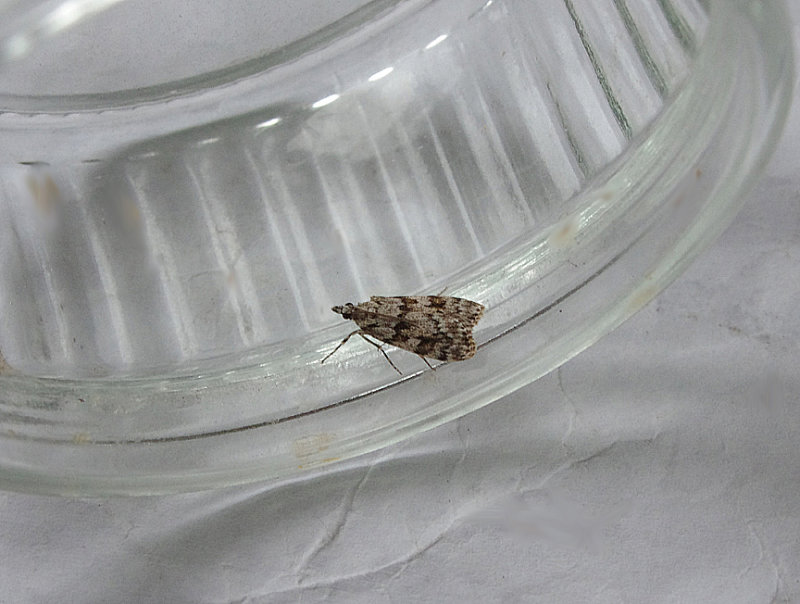 COMMON GREY ( Scoparia ambigualis ) . TOPSHAM . DEVON . 30 . 6 . 2019.JPG