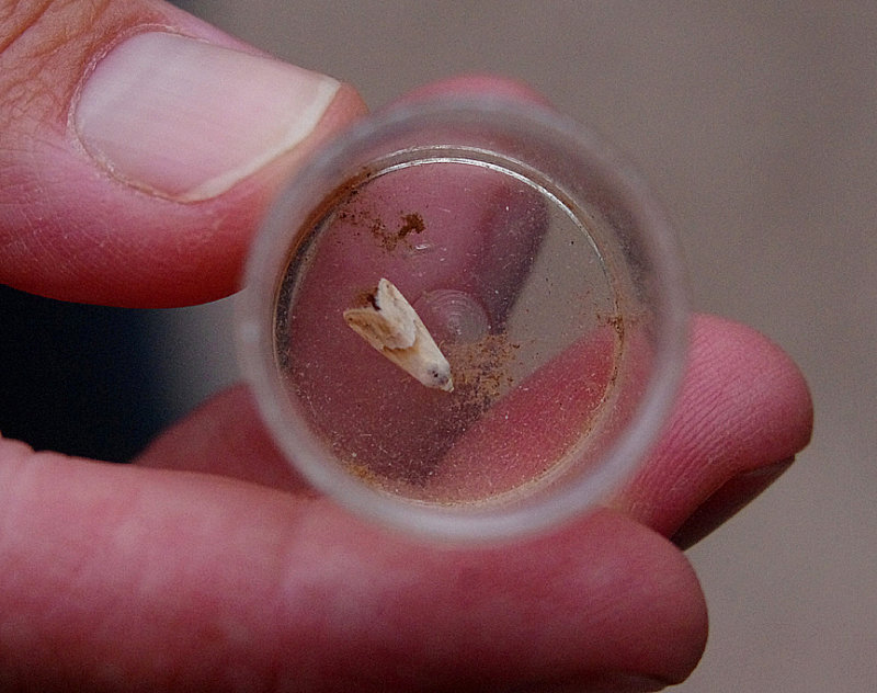 SMALL MARBLED ( Eublemma parva ) . EXMOUTH . DEVON . 21 . 7 . 2019 