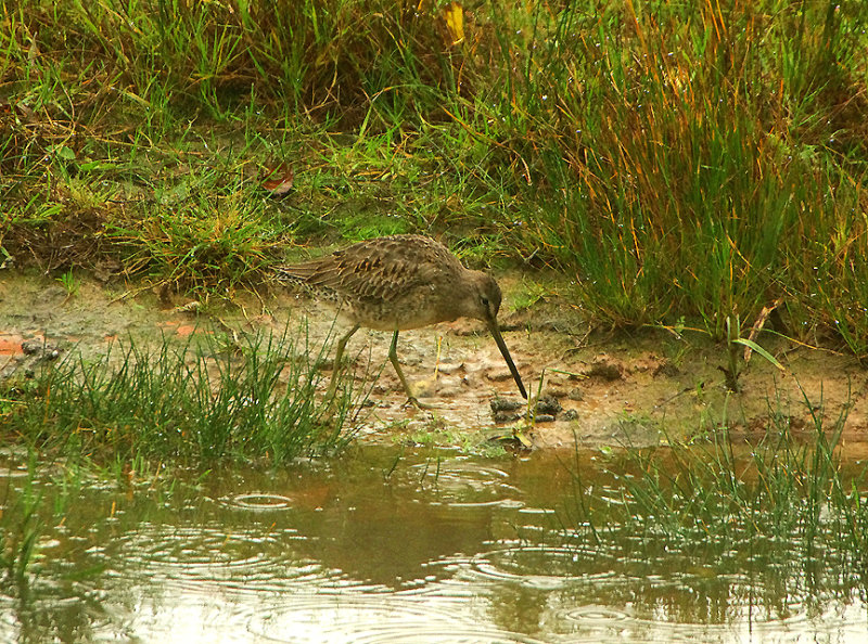 LONG-BILLED DOWITCHER . BOWLING GREEN MARSH . TOPSHAM . DEVON . ENGLAND . 14 / 10 / 2019