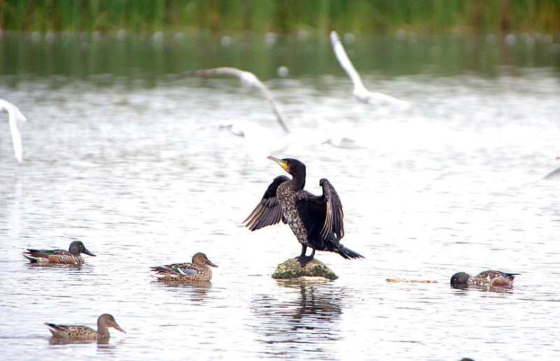GREAT CORMORANT . RADIPOLE . WEYMOUTH . DORSET . ENGLAND . 15 / 10 / 2019