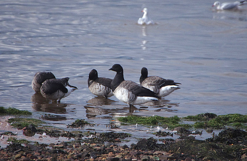 PALE-BELLIED BRENT GOOSE . MUDBANK LANE . EXMOUTH . DEVON . ENGLAND . 6 / 11 / 2019