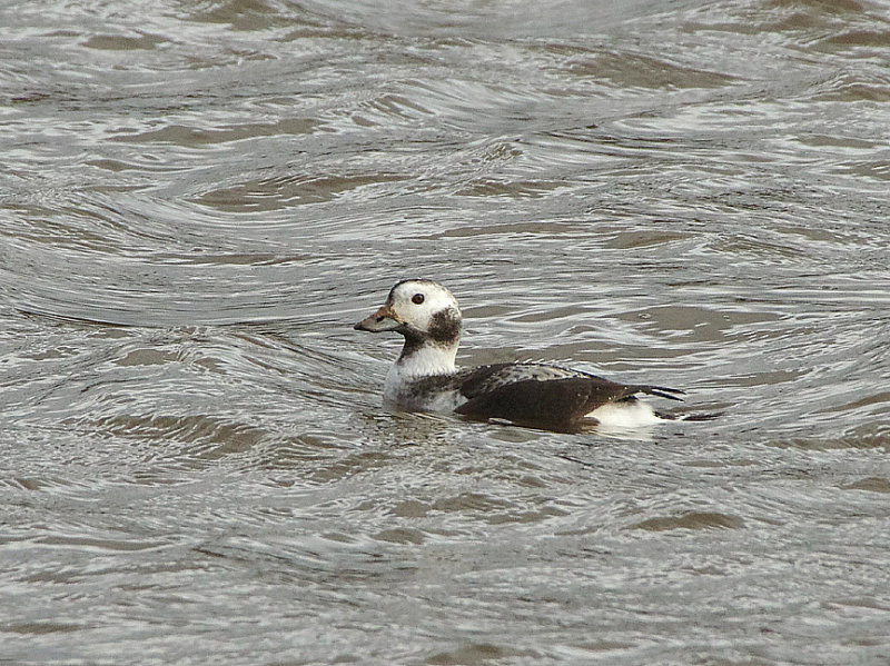 LONG-TAILED DUCK . BOWLING GREEN MARSH . TOPSHAM . DEVON . ENGLAND . 20 / 11 / 2019