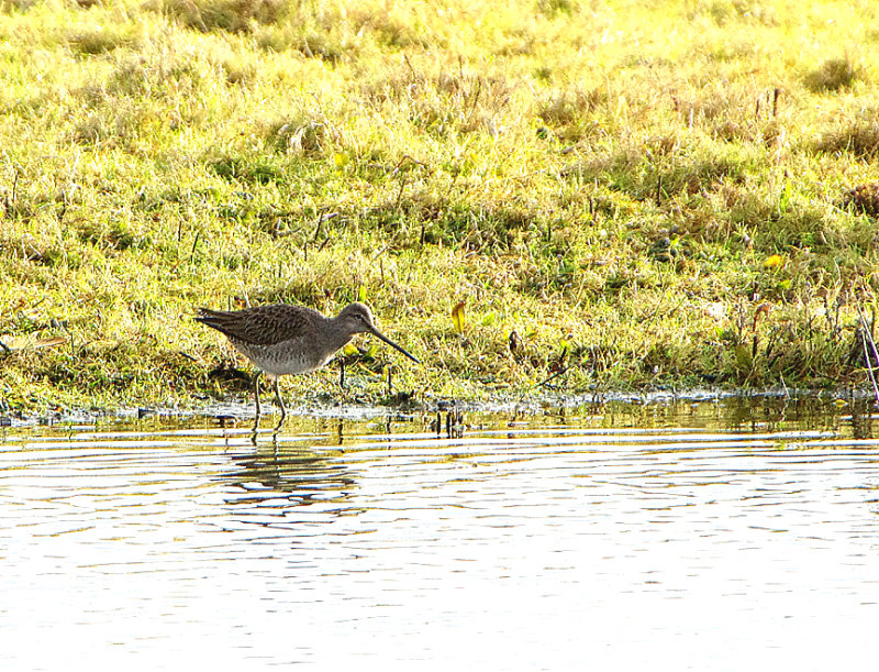 LONG-BILLED DOWITCHER . BOWLING GREEN MARSH . TOPSHAM . DEVON . 22 / 12 / 2019