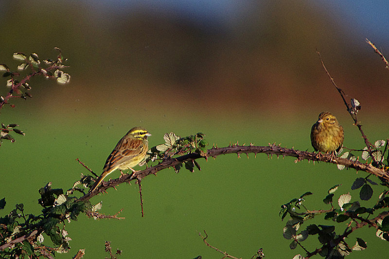 CIRL BUNTING . OTTERTON SEWAGE WORKS . DEVON . ENGLAND . 3 . 1 . 2020.JPG