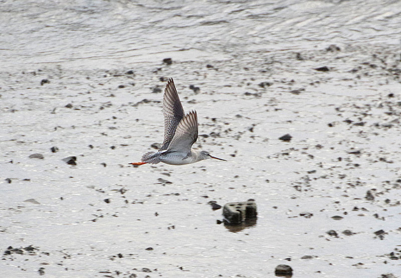 SPOTTED REDSHANK . FREMINGTON PILL . DEVON . 4 . 2 . 2020 ..JPG