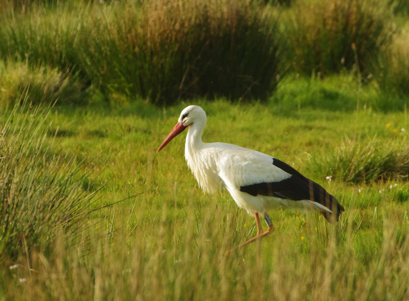 WHITE STORK . THE EXMINSTER MARSHES . DEVON . ENGLAND . 25 / 4 / 2022
