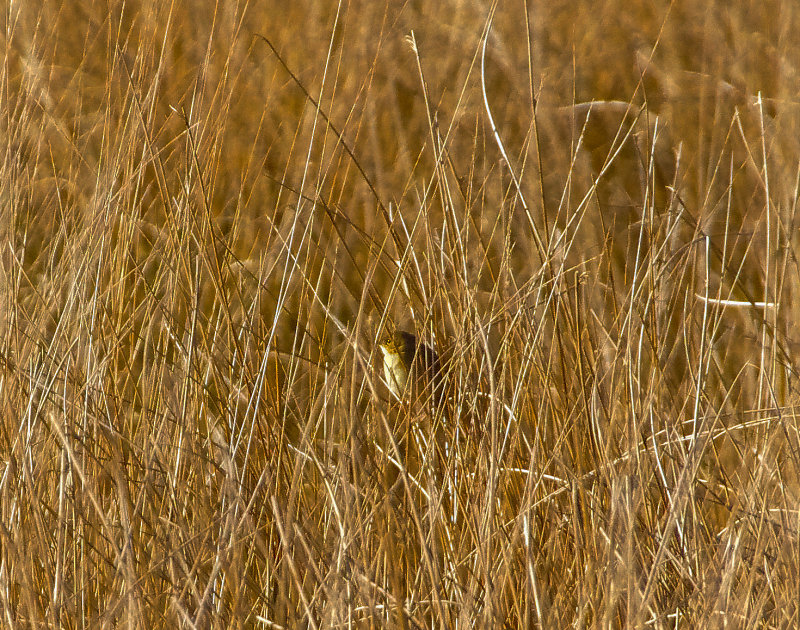 GRASSHOPPER WARBLER . DARTMOOR . DEVON . ENGLAND . 26 / 4 / 2022