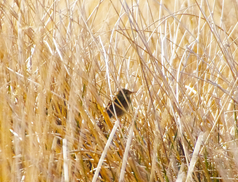 GRASSHOPPER WARBLER . DARTMOOR . DEVON . ENGLAND . 26 / 4 / 2022