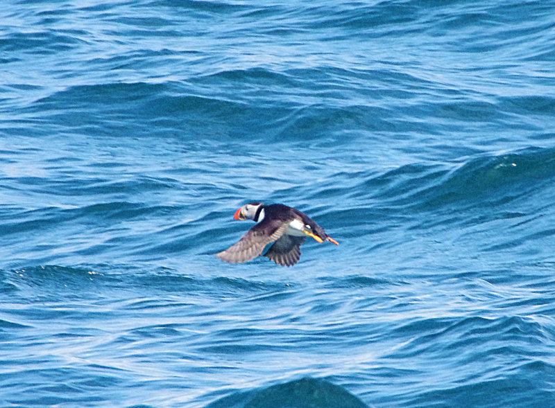 ATLANTIC PUFFIN . LUNDY ISLAND . DEVON . ENGLAND . 22 / 5 / 2022