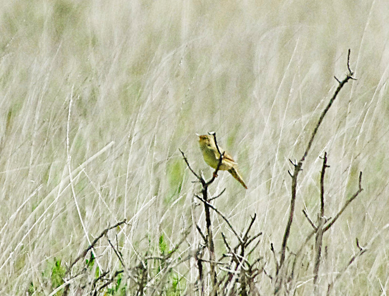 GRASSHOPPER WARBLER . BOSPORTHENNIS COMMON . CORNWALL . 24 / 5 / 2022