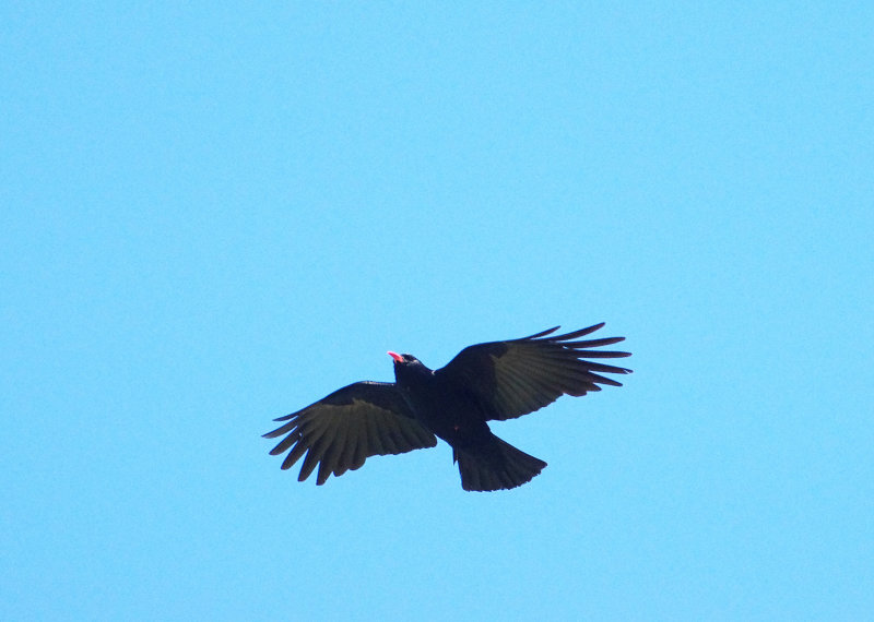RED-BILLED CHOUGH . BOTALLICK . CORNWALL . 24 / 5 / 2022