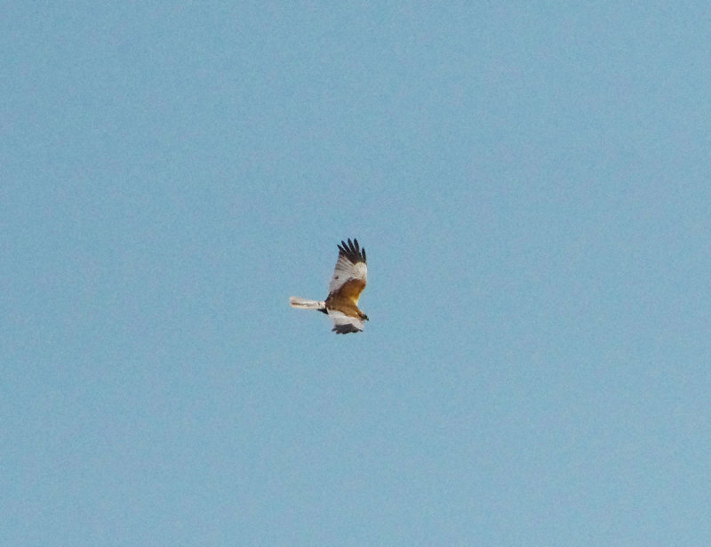 WESTERN MARSH HARRIER . HAM WALL . SOMERSET . 27 / 5 / 2022