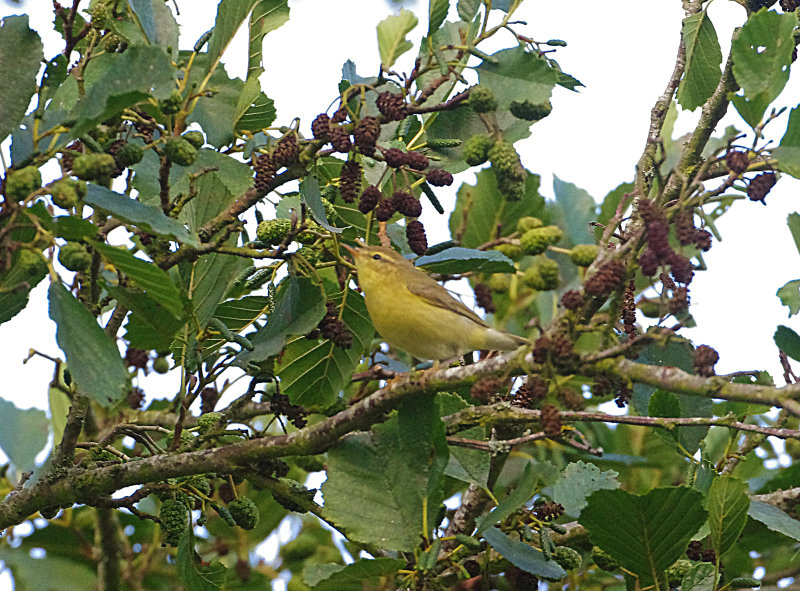 WILLOW WARBLER . BOWLING GREEN MARSH . TOPSHAM . DEVON . 25 / 8 / 2022