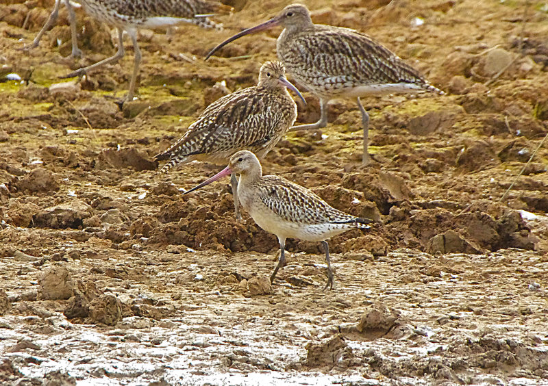 BAR-TAILED GODWIT . BOWLING GREEN MARSH . TOPSHAM . DEVON . 29 / 8 / 2022