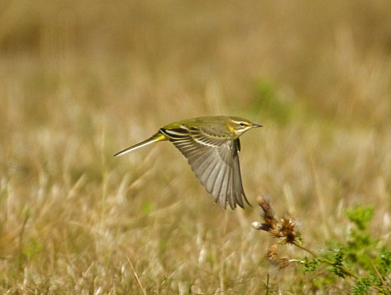 YELLOW WAGTAIL . ORCOMBE POINT . EXMOUTH . DEVON . 31 / 8 / 2022